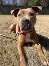 NELLIE - Photo 1