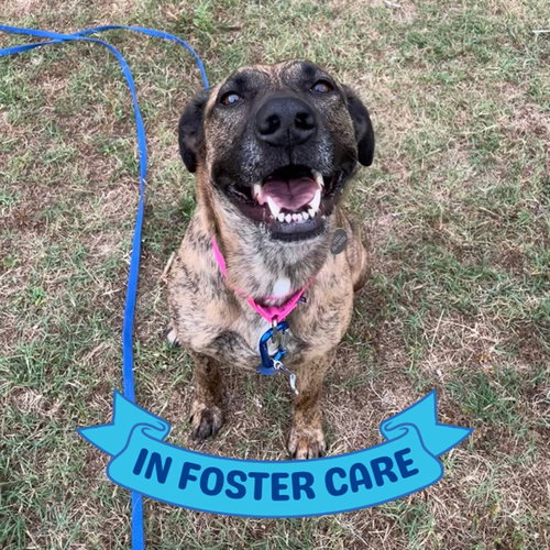 GAIA, an adoptable Dutch Shepherd in Tallahassee, FL