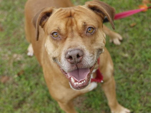 KAHN - American Staffordshire Terrier / Labrador Retriever available for adoption
