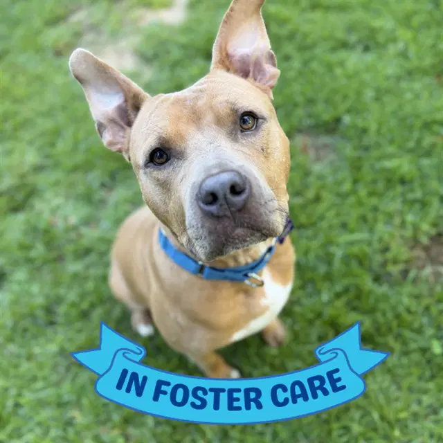 Matthew - American Staffordshire Terrier