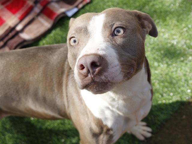 Pit Bull