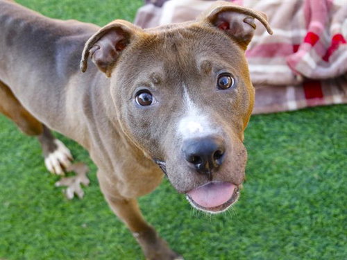 picture of the dog needing adoption