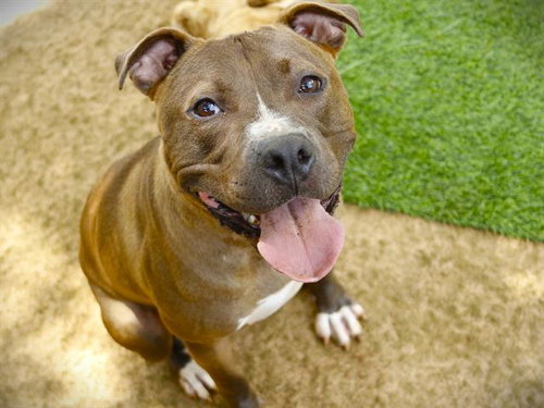 KIMCHI, an adoptable American Staffordshire Terrier in Tallahassee, FL