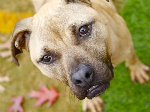picture of the dog needing adoption