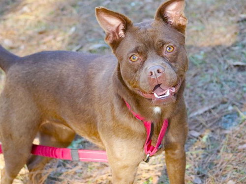 picture of the dog needing adoption