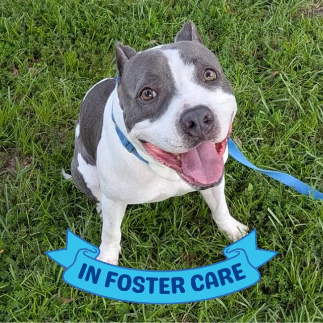 Snupe - American Staffordshire Terrier