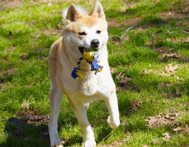 Akita