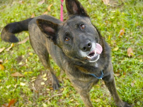 LOLA, an adoptable German Shepherd Dog in Tallahassee, FL