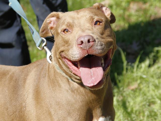 Pit Bull