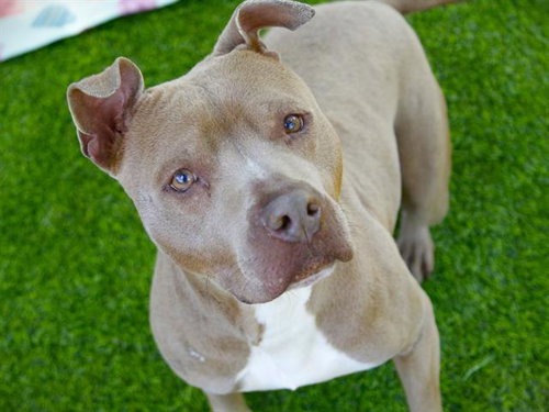 picture of the dog needing adoption