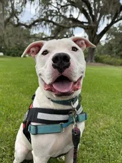 Tobias - American Bulldog