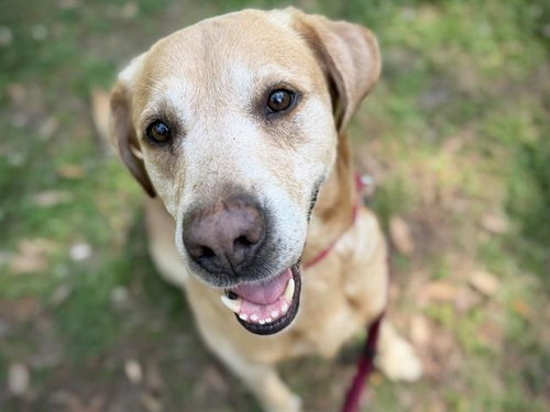 HANK, an adoptable Labrador Retriever in Tallahassee, FL