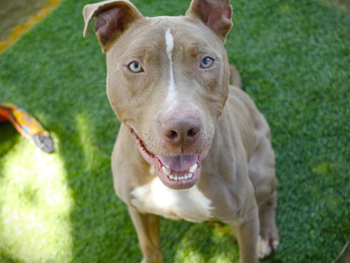 picture of the dog needing adoption