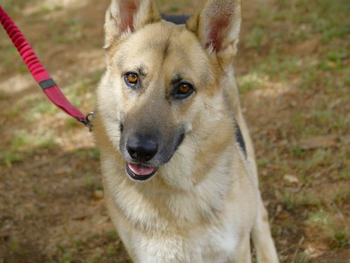 J5, an adoptable German Shepherd Dog in Tallahassee, FL
