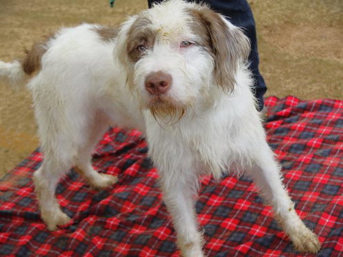 ZUKO, an adoptable Poodle in Tallahassee, FL