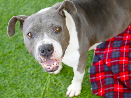 FRITOS, an adoptable American Staffordshire Terrier in Tallahassee, FL