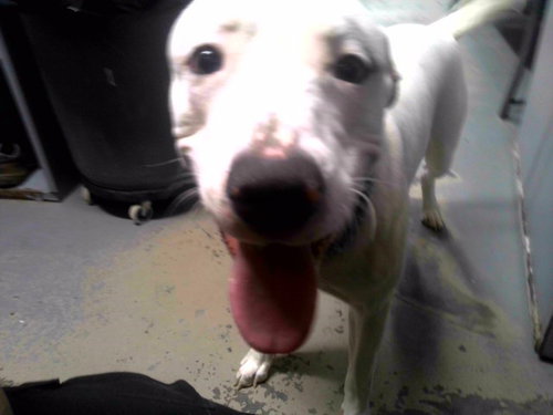 picture of the dog needing adoption