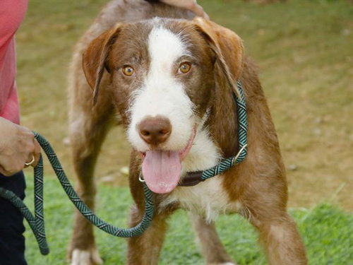 picture of the dog needing adoption