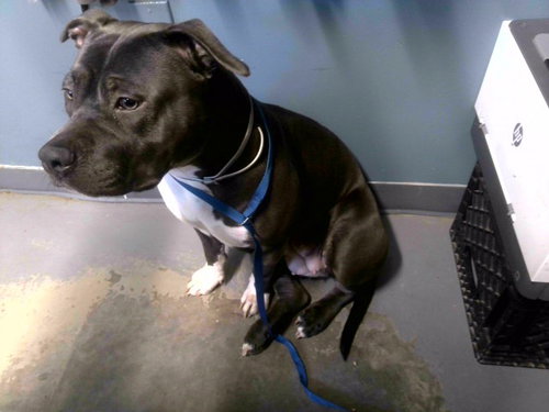 picture of the dog needing adoption