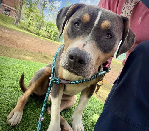 QUEENIE, an adoptable American Bulldog in Tallahassee, FL