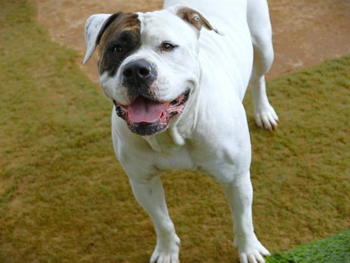 LUNA, an adoptable American Bulldog in Tallahassee, FL