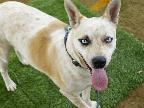 BONNIE, an adoptable Australian Cattle Dog in Tallahassee, FL