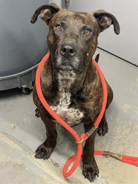 MYSTERY, an adoptable American Staffordshire Terrier in Tallahassee, FL