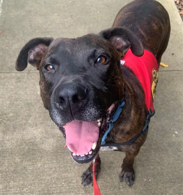 Mystery - American Staffordshire Terrier