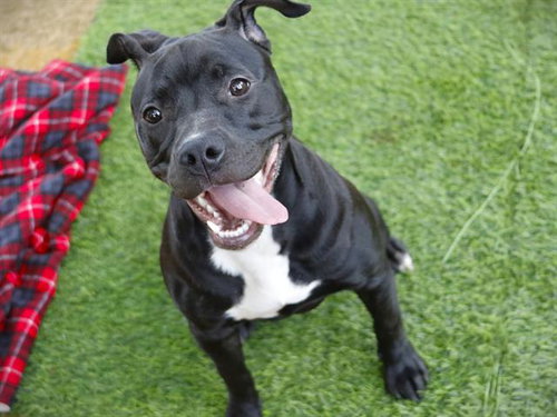 picture of the dog needing adoption