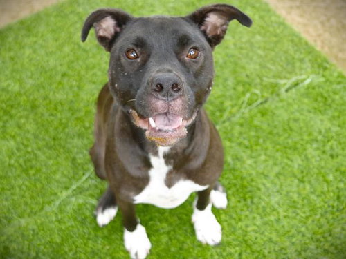 MILLIE, an adoptable American Staffordshire Terrier in Tallahassee, FL