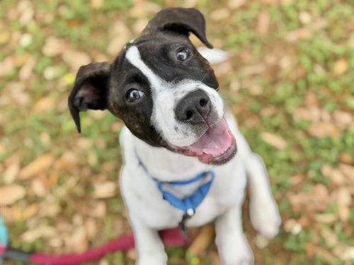 LELO, an adoptable American Bulldog in Tallahassee, FL