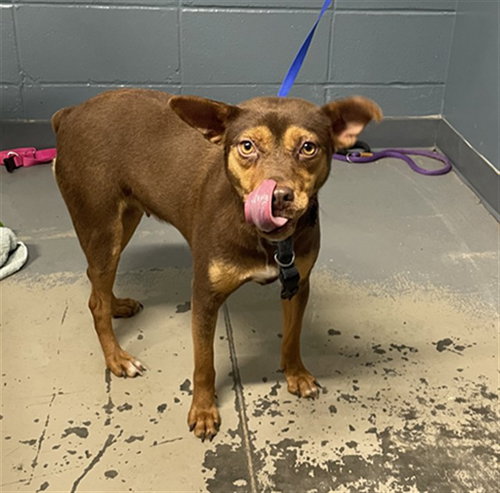 LIL MINNIE, an adoptable Australian Kelpie in Tallahassee, FL