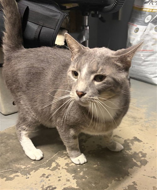 CHURCH, an adoptable Domestic Short Hair in Tallahassee, FL