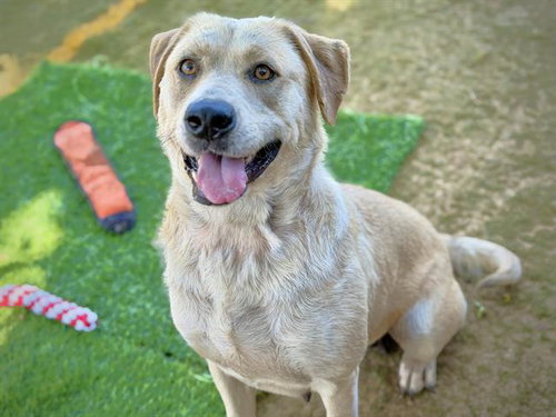 ANNALISE, an adoptable Catahoula Leopard Dog in Tallahassee, FL