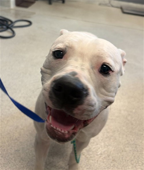 WILLOW, an adoptable American Bulldog in Tallahassee, FL