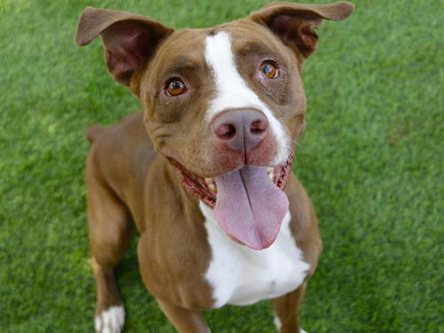 MARLIN, an adoptable Boxer in Tallahassee, FL