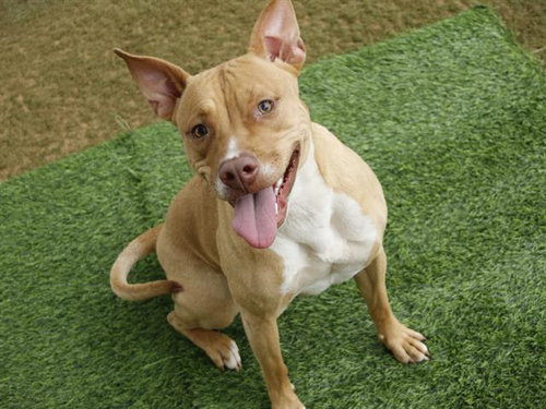 IVY, an adoptable Labrador Retriever in Tallahassee, FL
