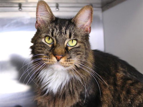 picture of the cat needing adoption