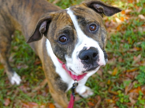 EARL, an adoptable Plott Hound in Tallahassee, FL