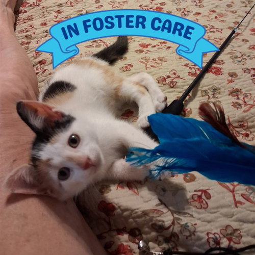 picture of the cat needing adoption