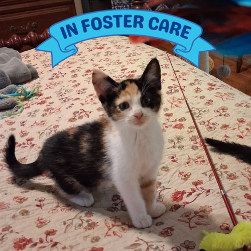 picture of the cat needing adoption
