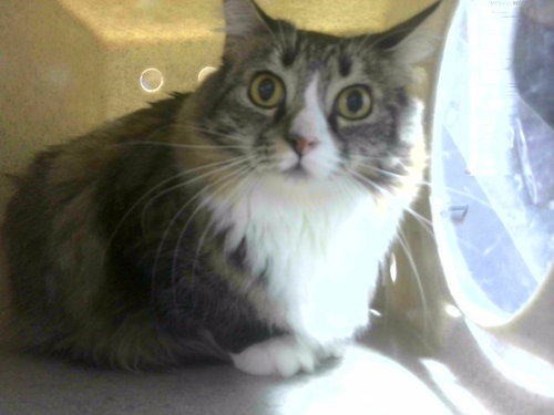 picture of the cat needing adoption