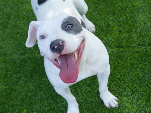 VELVET, an adoptable American Staffordshire Terrier in Tallahassee, FL