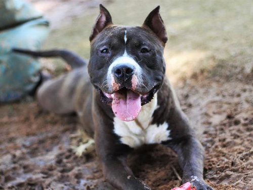 COLBY, an adoptable American Staffordshire Terrier in Tallahassee, FL