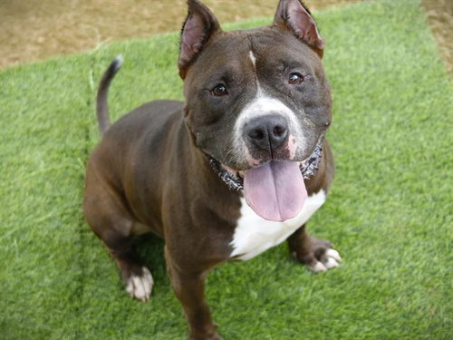 COLBY, an adoptable American Staffordshire Terrier in Tallahassee, FL