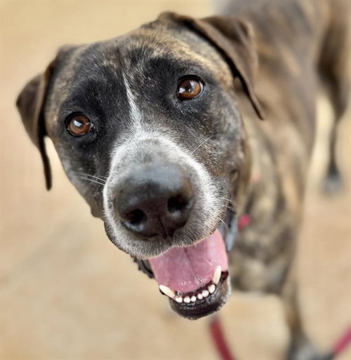 NALA, an adoptable Mastiff in Tallahassee, FL