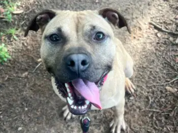 Dolly Pawton - Black Mouth Cur