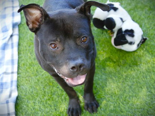 BUTCH, an adoptable American Staffordshire Terrier in Tallahassee, FL