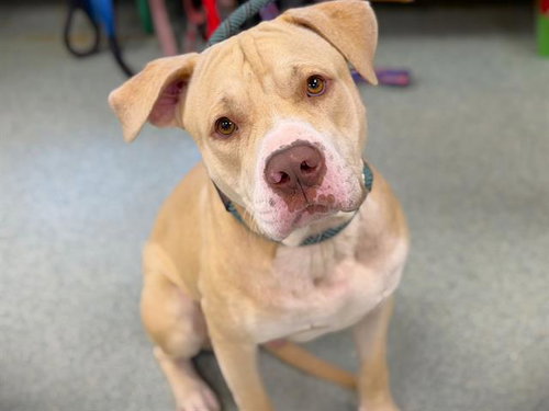 HAWKS, an adoptable American Bulldog in Tallahassee, FL
