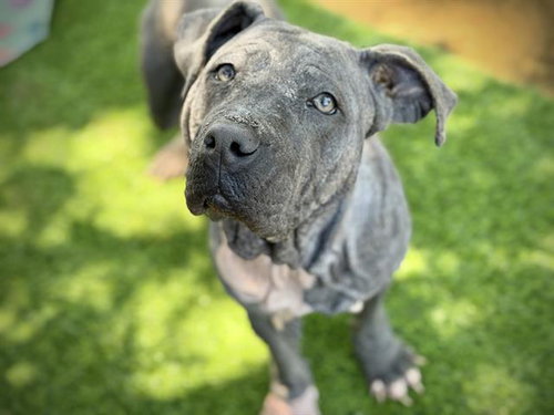 HIPPO, an adoptable American Staffordshire Terrier in Tallahassee, FL